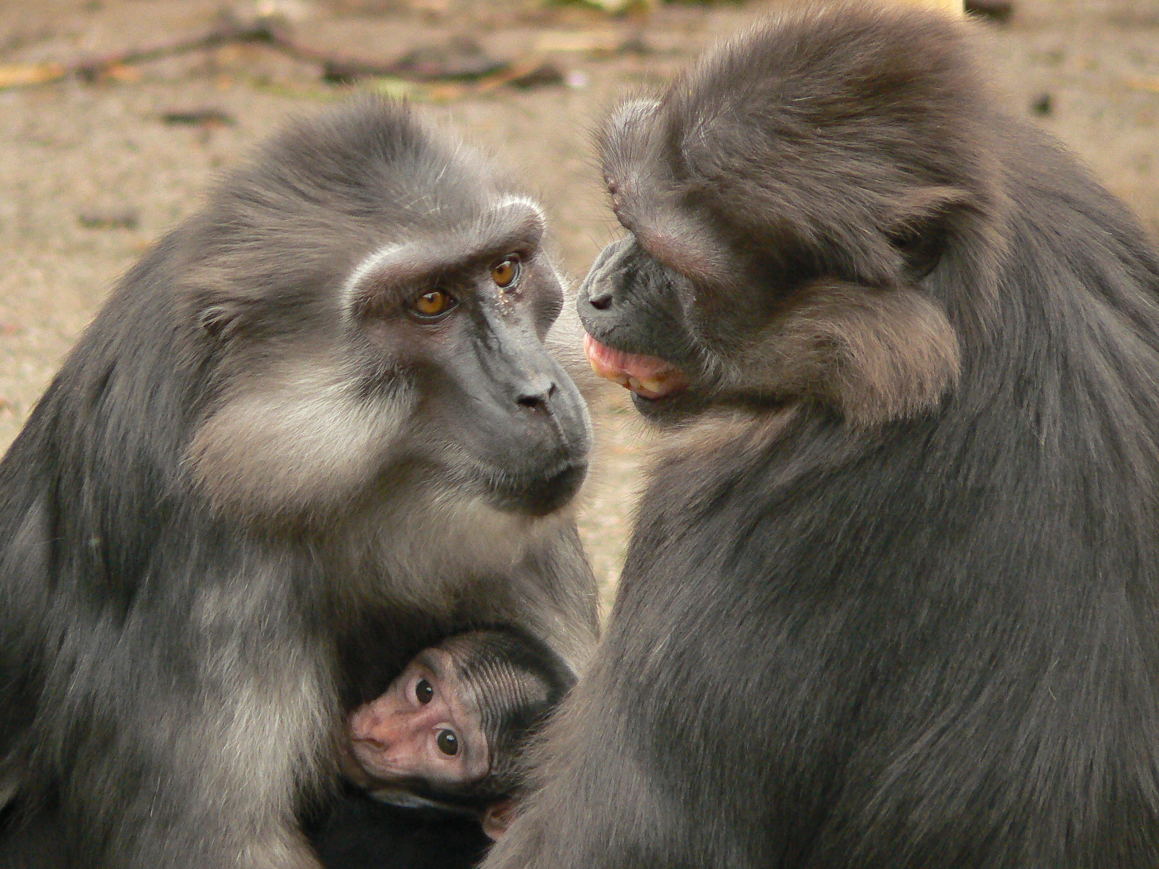 Tonkean macaque Affiliation_Photo by E. Palagi