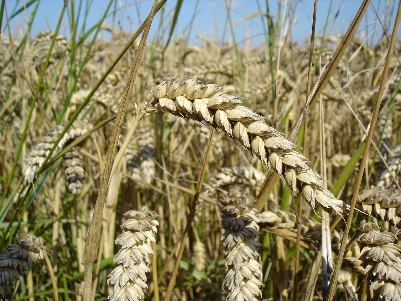 1280px-Wheat_close-up