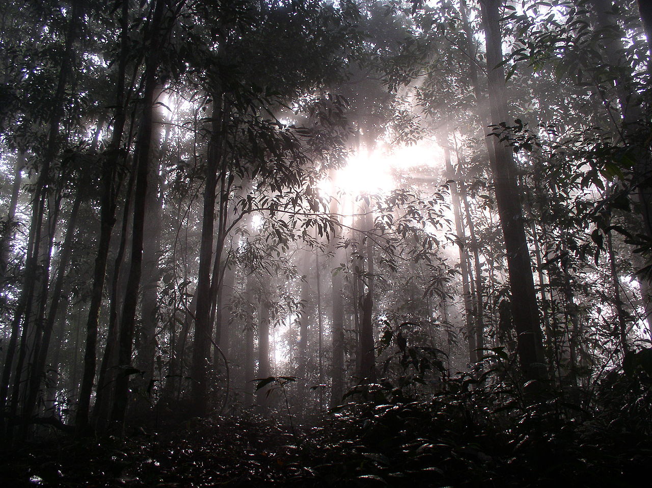 1280px-Dawn_in_Borneo