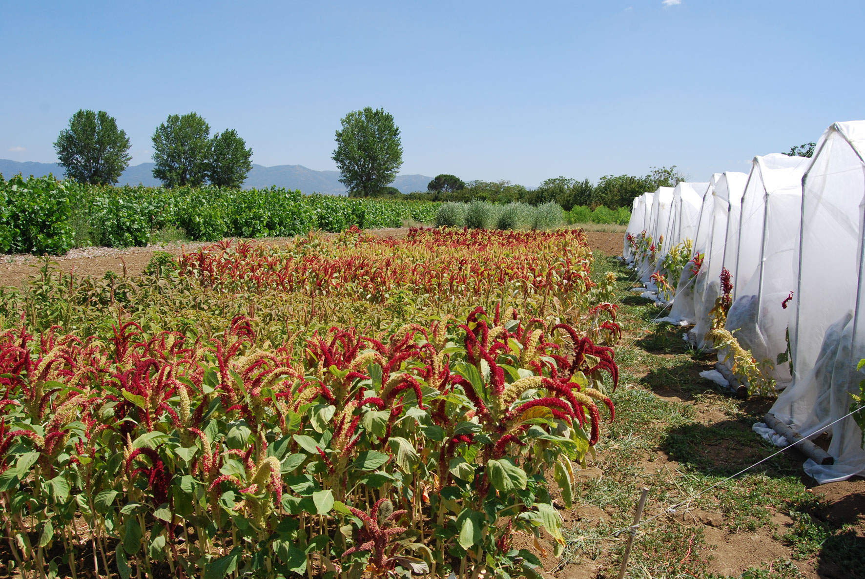 Amaranto 03-coltura in Toscana-Selezione nuove varietà