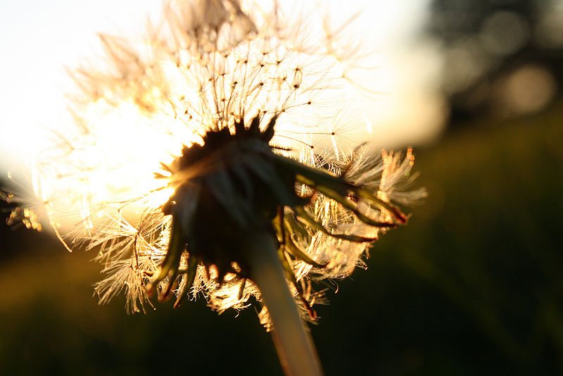 800px-Sunlight_through_a_dandelion