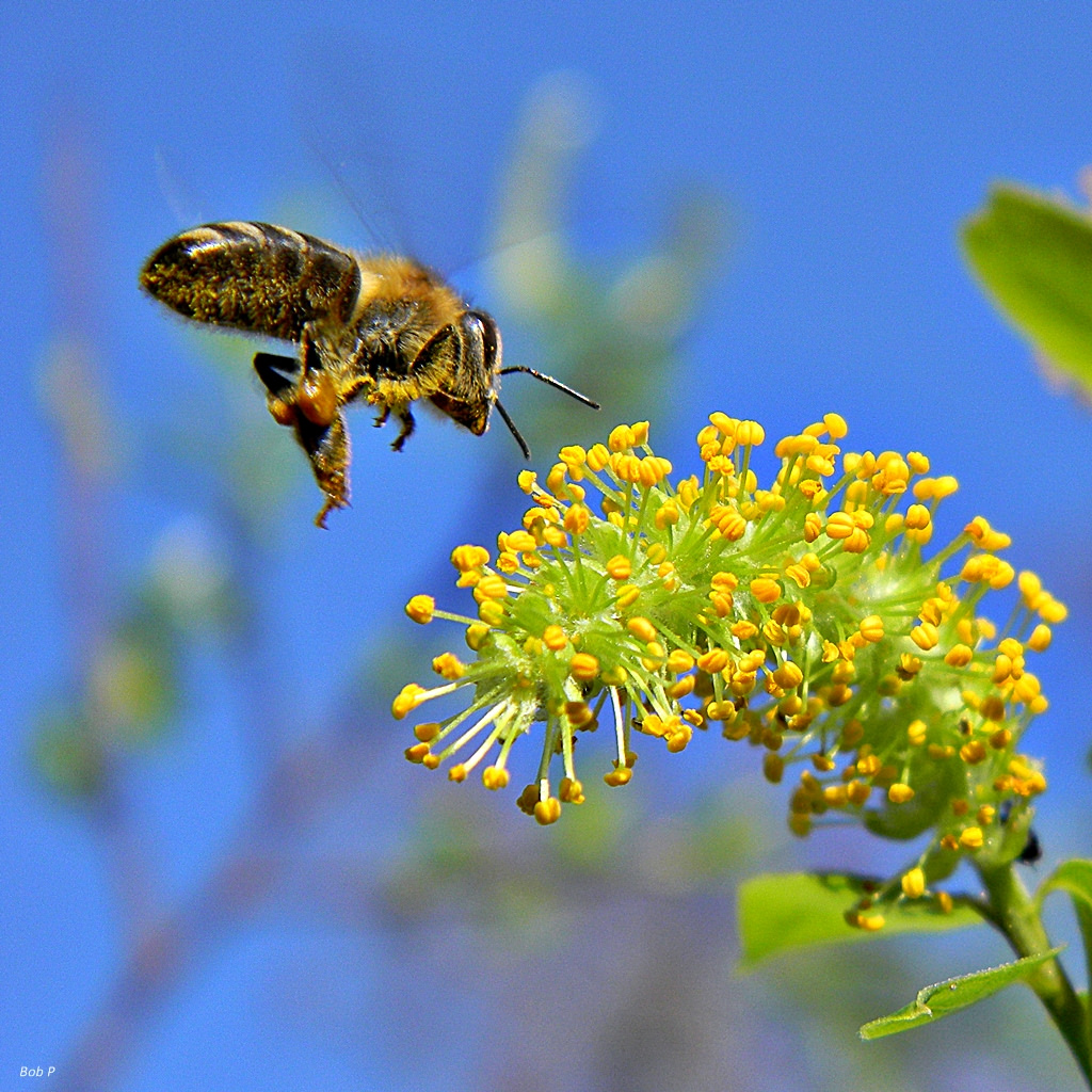 Пчела питается нектаром. Пейзаж с пчелами. Пчела собирает нектар. Цветковые деревья с пчелами. Пчела на цветке.