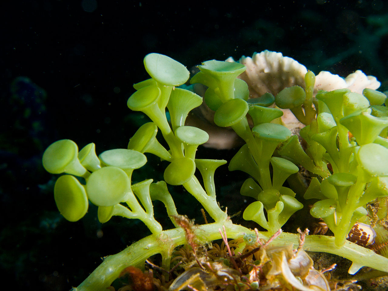 1280px-Caulerpa_racemosa_algae