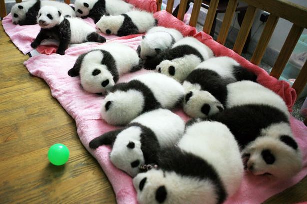 a-group-of-giant-panda-cubs-napping-at-a-nursery-in-the-research-base-of-the-giant-panda-breeding-centre-in-chengdu-pic-getty-images-434957843
