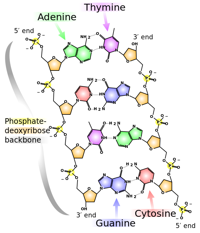 640px-DNA_chemical_structure.svg