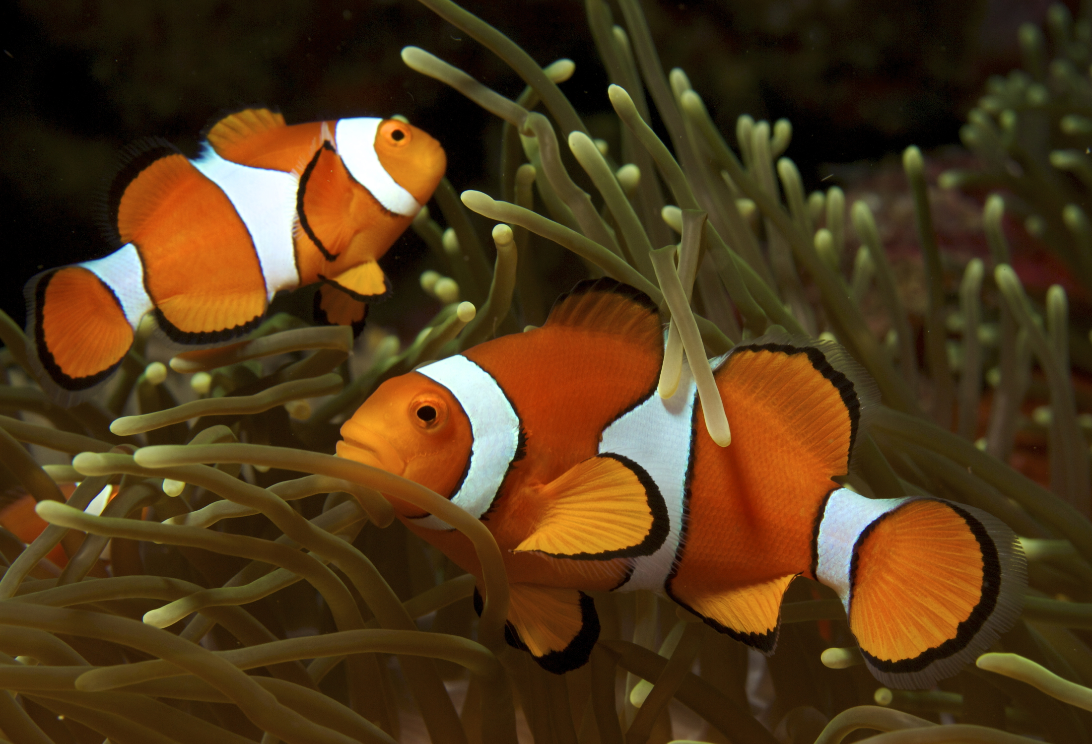 Amphiprion_ocellaris_(Clown_anemonefish)_PNG_by_Nick_Hobgood