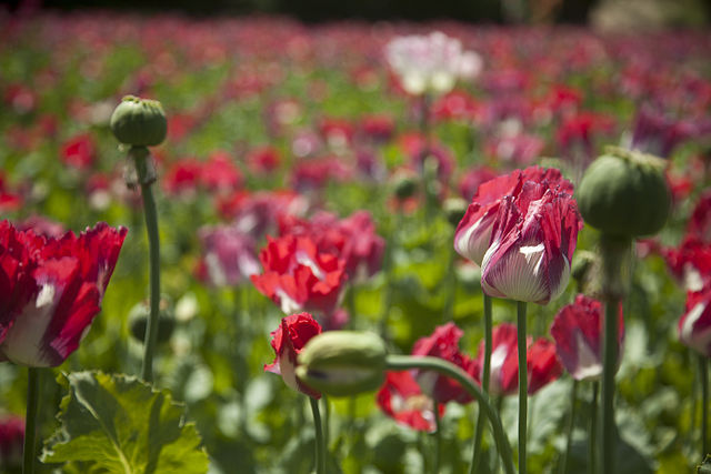 640px-A_poppy_field_in_Helmand_province,_Afghanistan,_April_3,_2013_130403-M-BO337-191