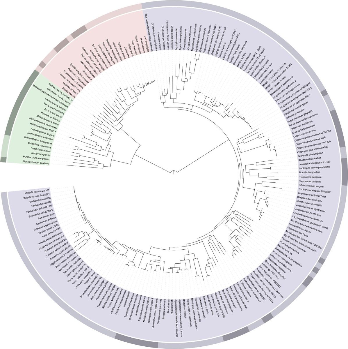 ITOL_Tree_of_life