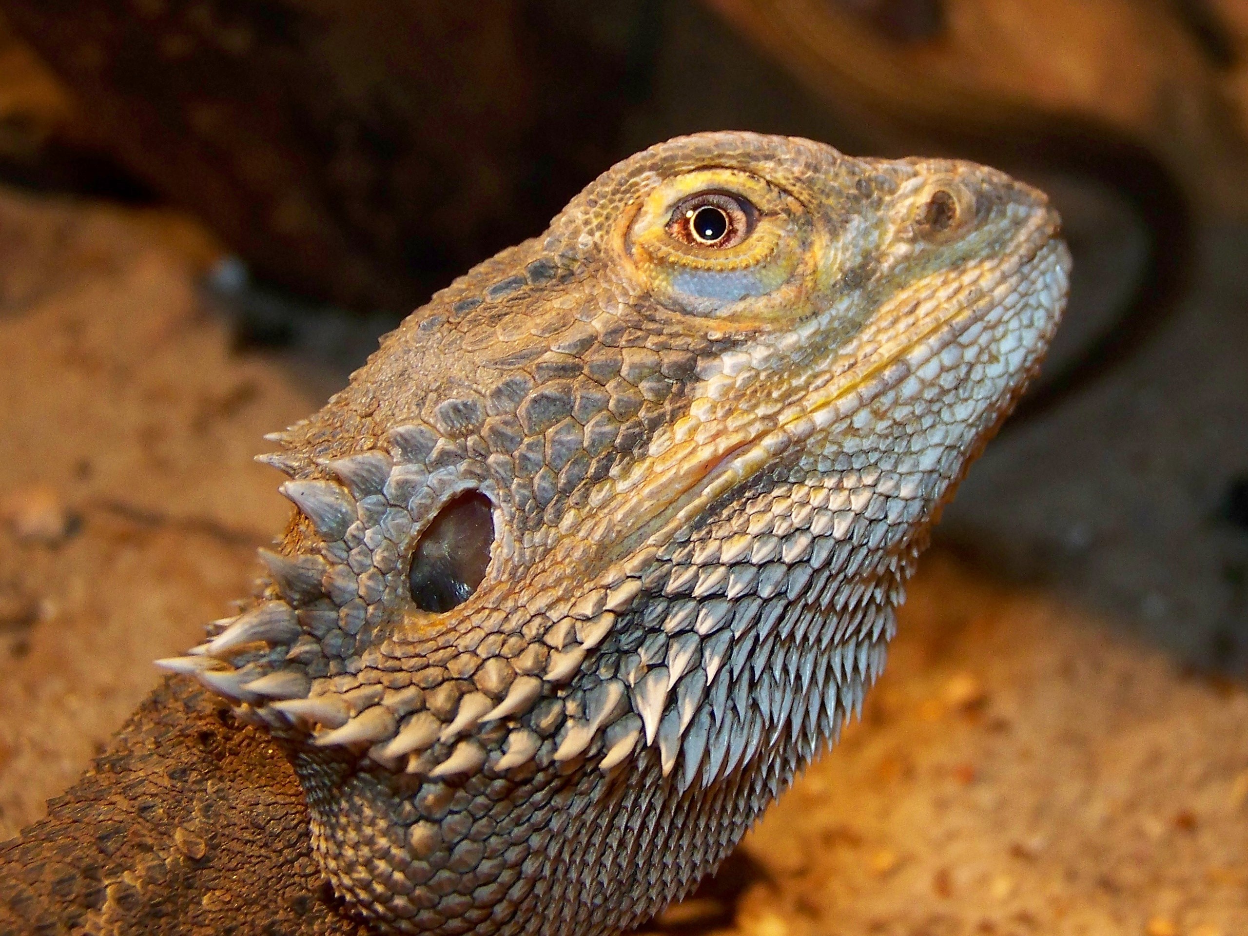 Pogona_vitticeps