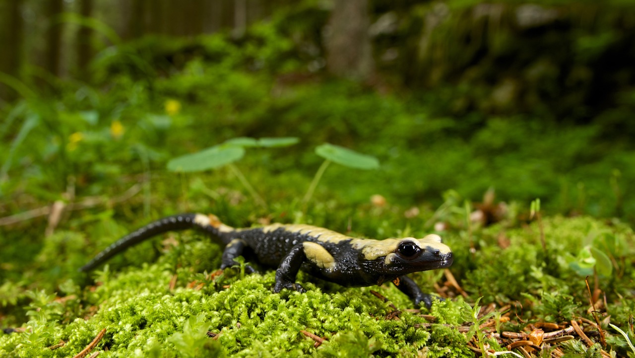 Golden alpine salamander