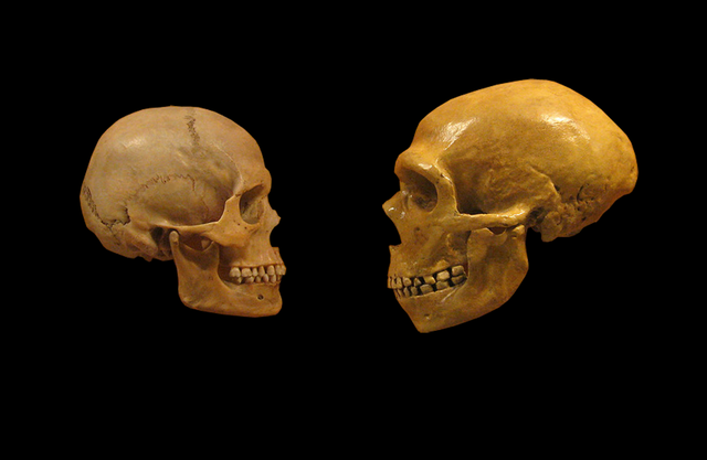 640px-Sapiens_neanderthal_comparison_en_blackbackground