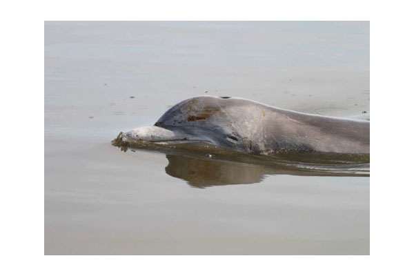 dolphin-with-oil-barataria-bay-la-aug2010_ladfw_mandy-tumlin_472