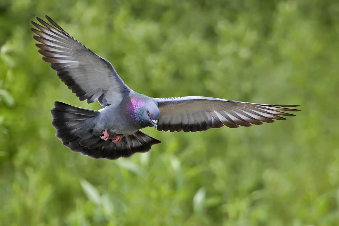 Rock_dove_-_natures_pics