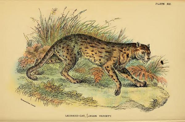 Un gatto leopardo, sottospecie Prionailurus bengalensis javanensis. Lloyd's Natural History: "A hand-book to the Carnivora. Part 1, Cats, civets, and mongoose" by Richard Lydekker