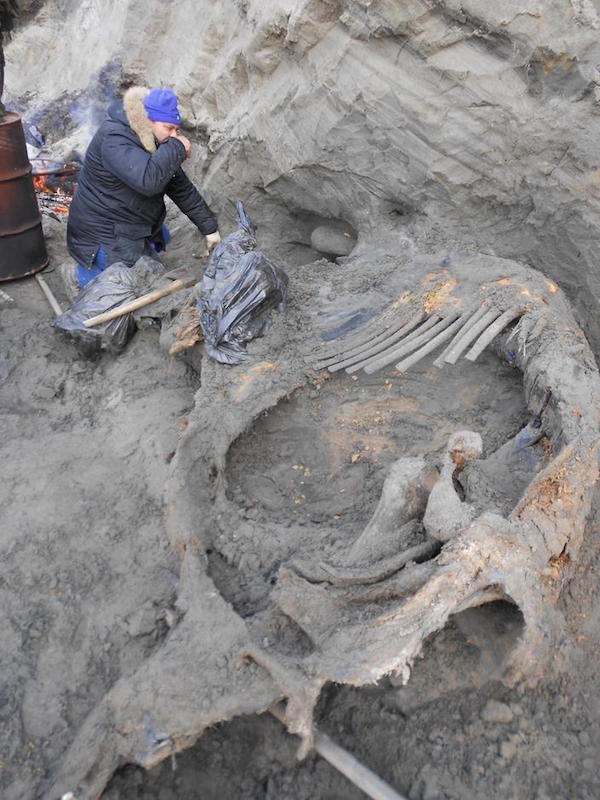 I resti di mammut trovati vicino alla baia del fiume Enisey. Foto di V. Pitulko et al.