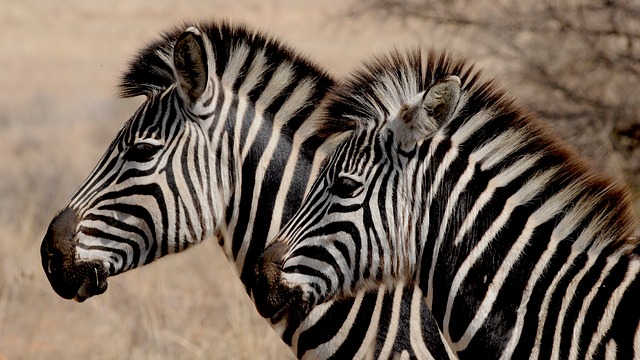 zebra-927272_640