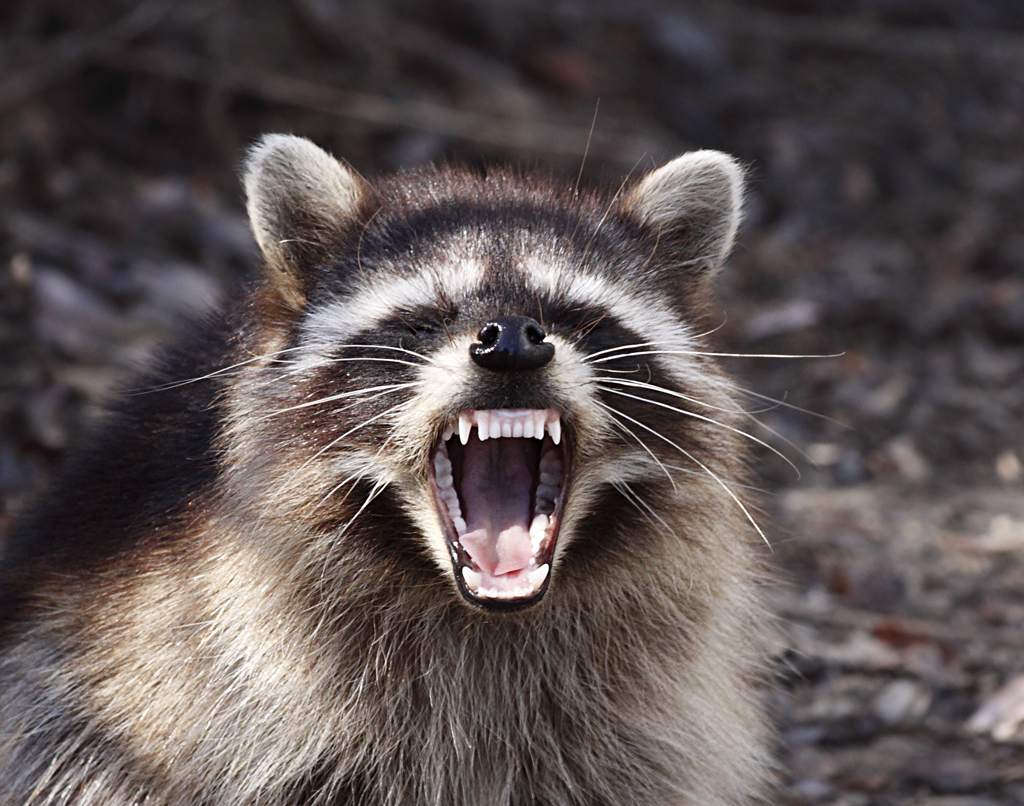 Yawning_Raccoon