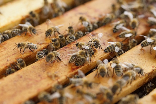 api-crioconservazione-estinzione