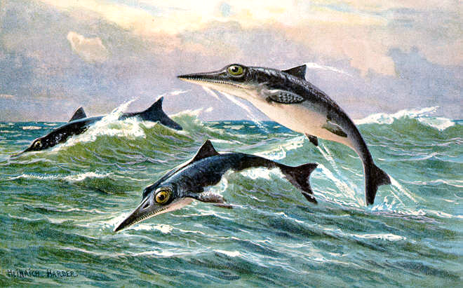 Ichthyosaur_hharder