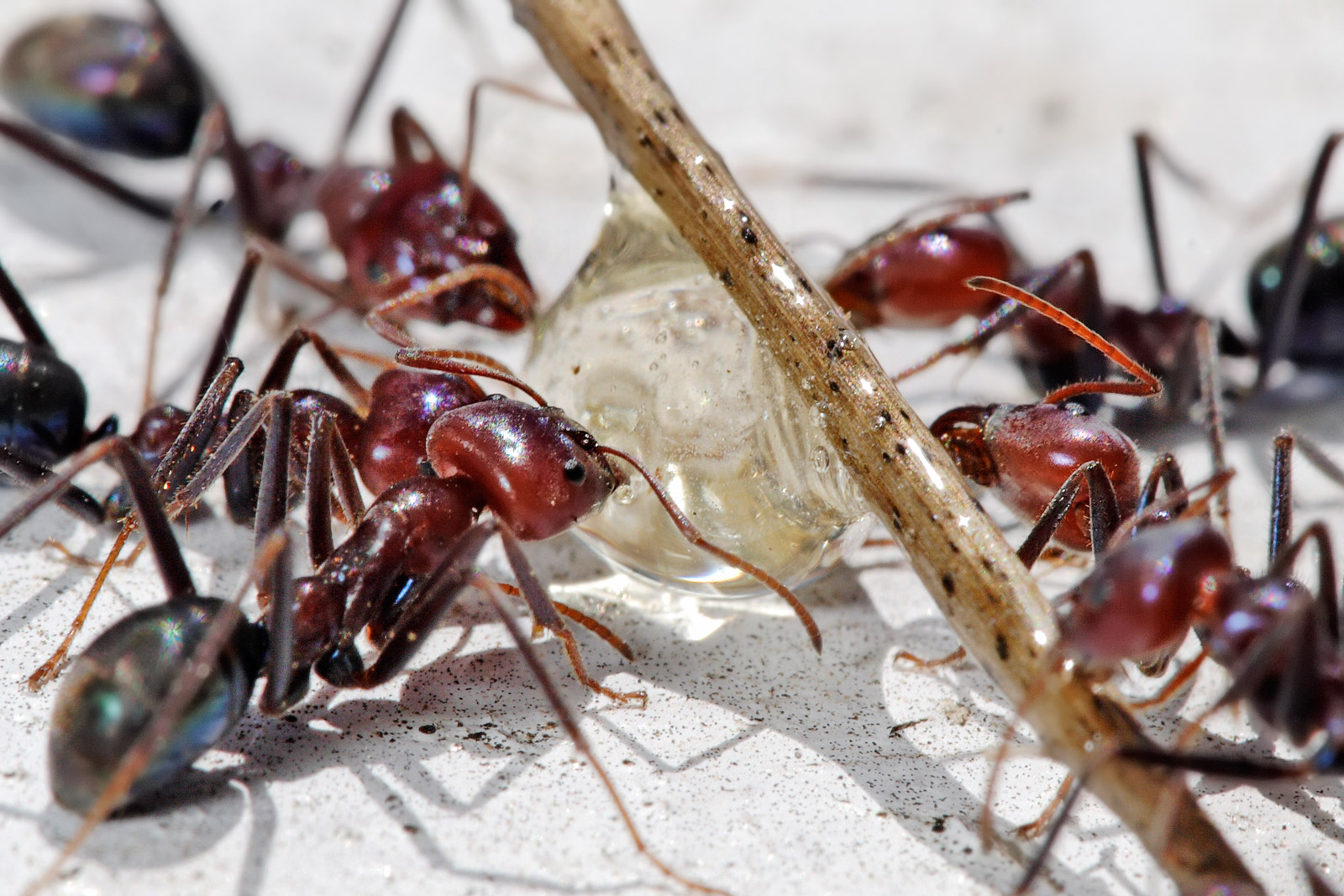 Meat_eater_ants_feeding_on_honey02