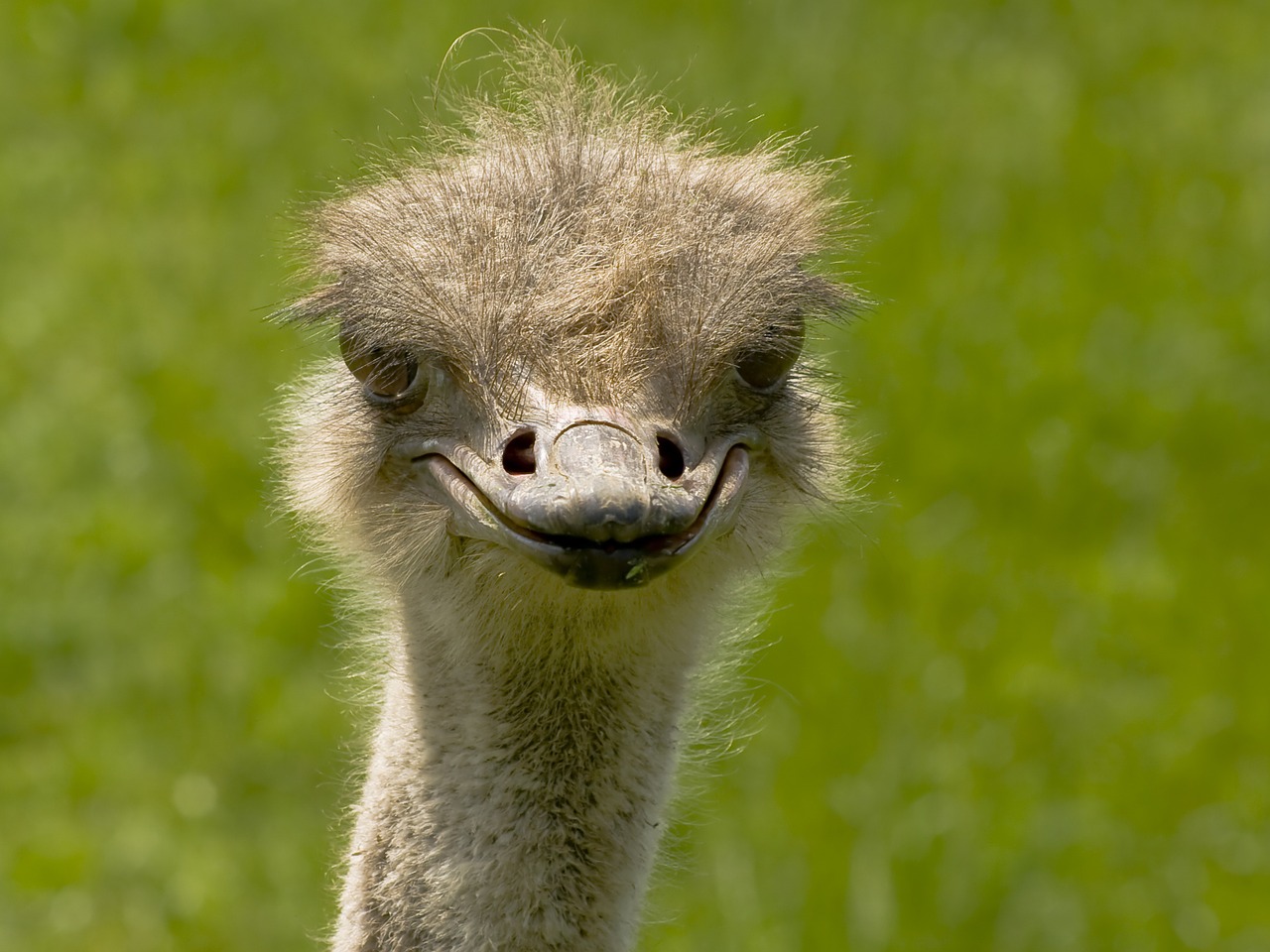 ostrich-bird-649407_1280