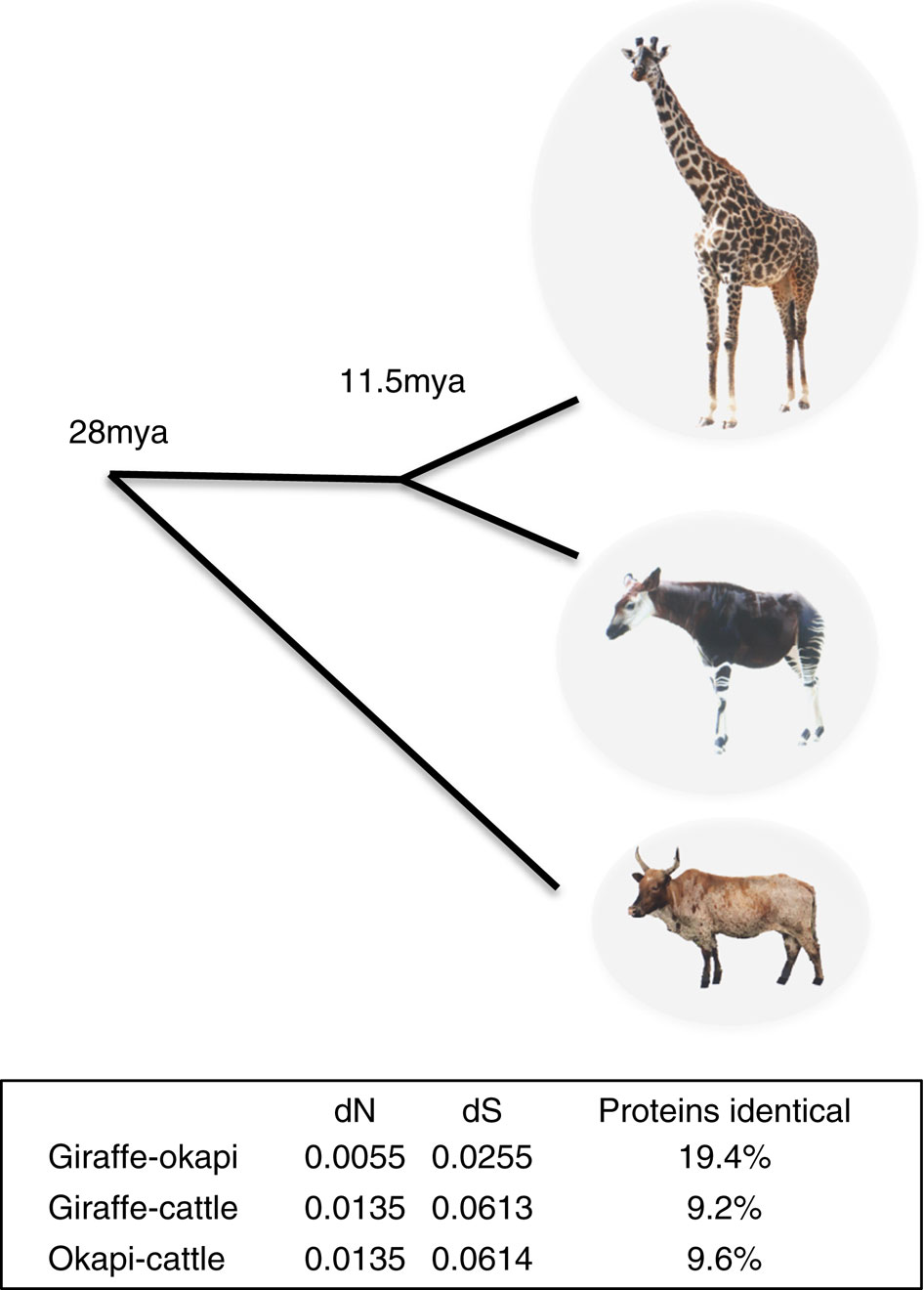 Albero evolutivo giraffa