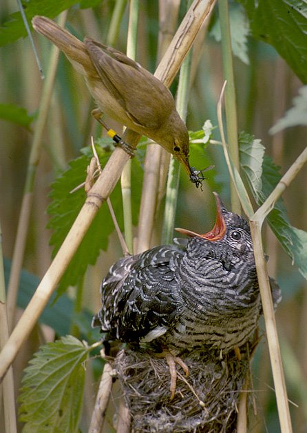 Reed_warbler_cuckoo