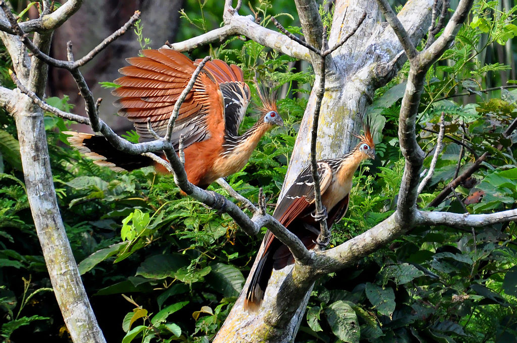 1024px-Hoatzins_in_Brazil