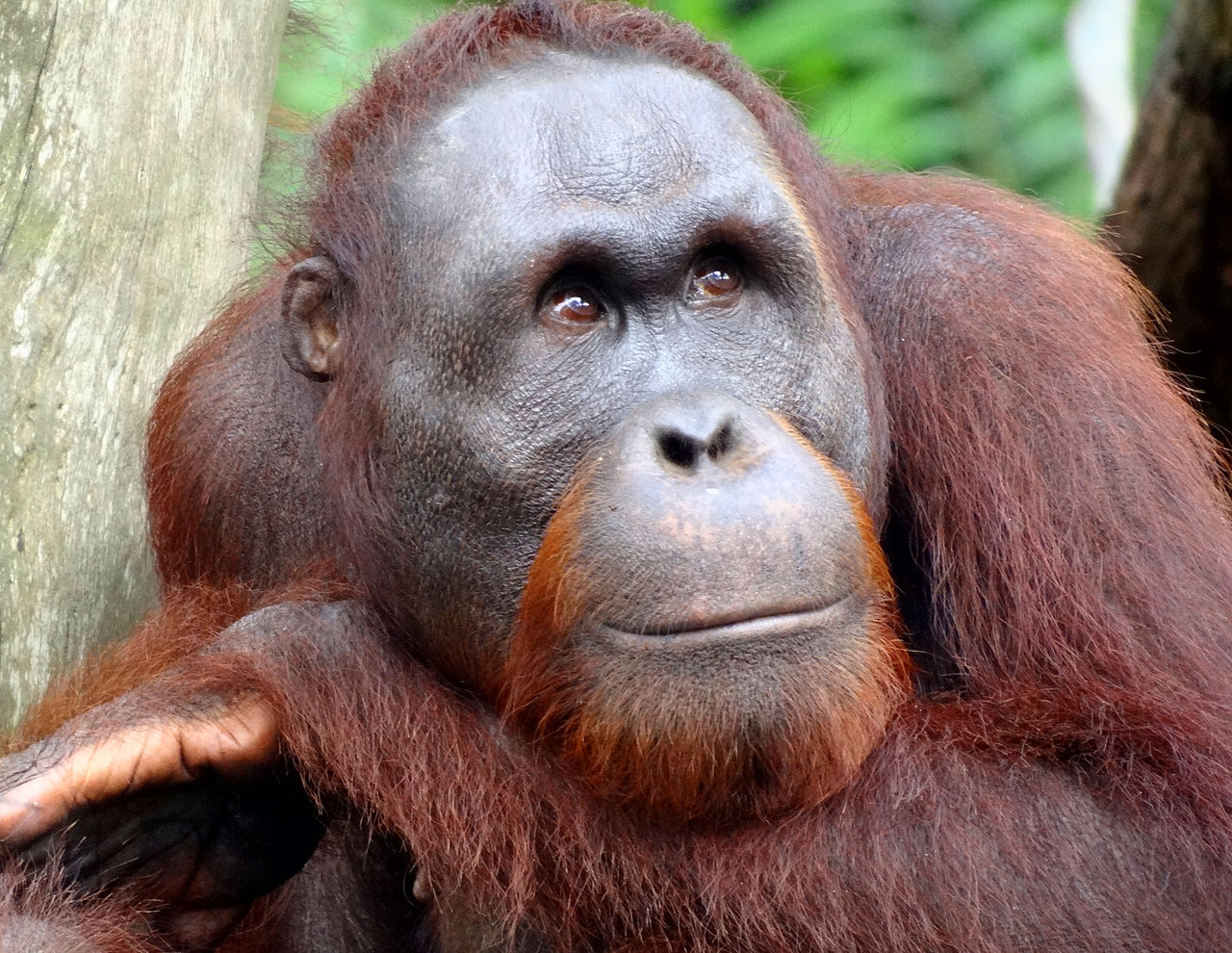 1280px-Portrait_of_an_Orangutan_2012