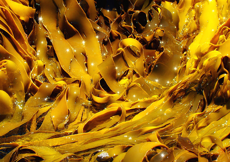 kelp alghe coltivazione