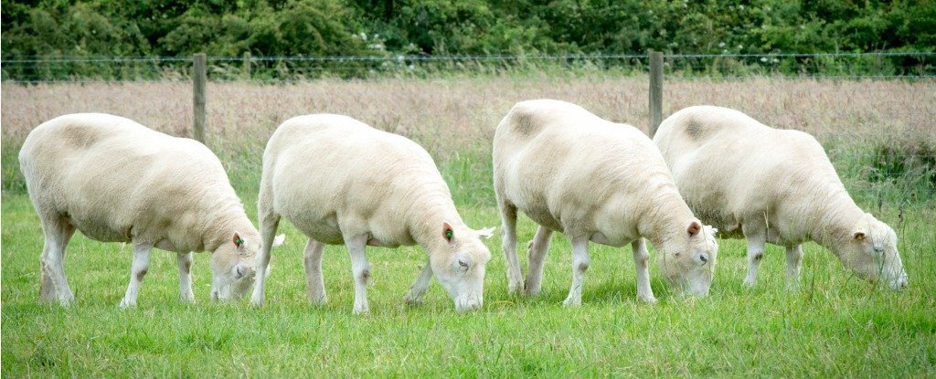 nottingham-dollies-grazing-cloned-sheep_1024