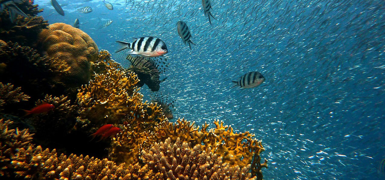 Barriera Corallina Con Coralli Molli E Pesci In Mare Generato Ai