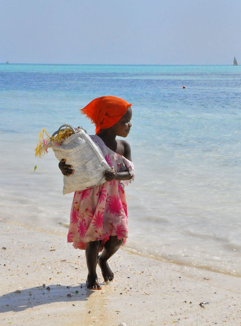 zanzibar raccolta alghe