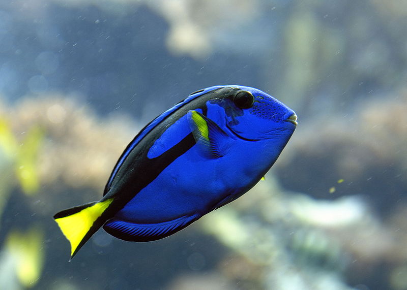 pesce chirurgo blu dory