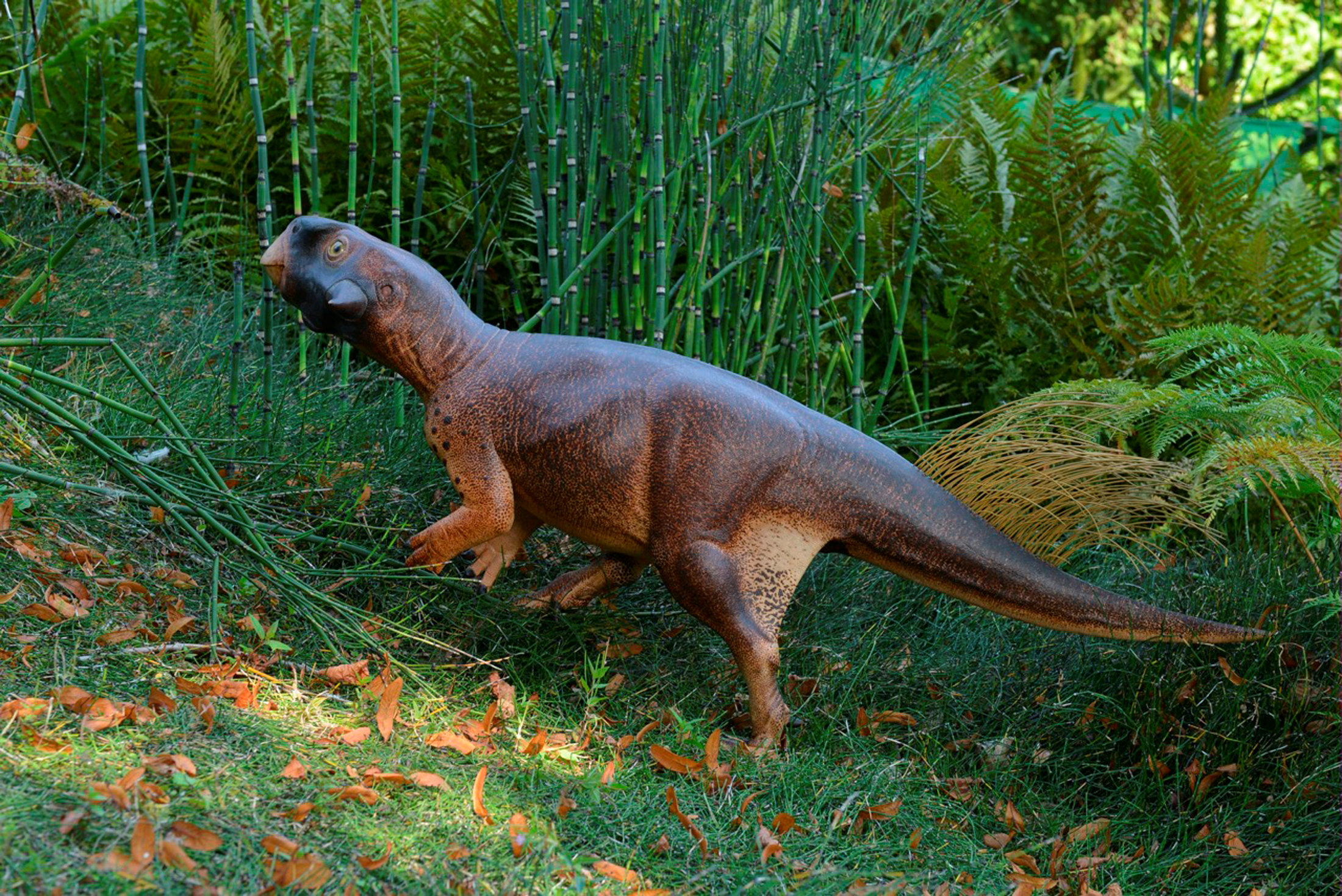 An artist's illustration of Psittacosaurus, a little dinosaur with a parrot-like beak and bristles on its tail that roamed thick forests in China about 120 million years ago is shown in this image released on September 15, 2016. Courtesy Jakob Vinther/University of Bristol and Bob Nicholls/Handout via REUTERS  ATTENTION EDITORS - THIS IMAGE WAS PROVIDED BY A THIRD PARTY. EDITORIAL USE ONLY. NO RESALES. NO ARCHIVE.