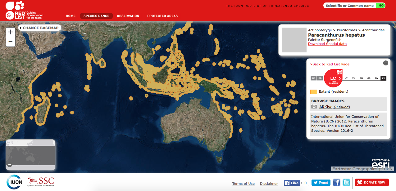 paracanthurus hepatus mappa diffusione