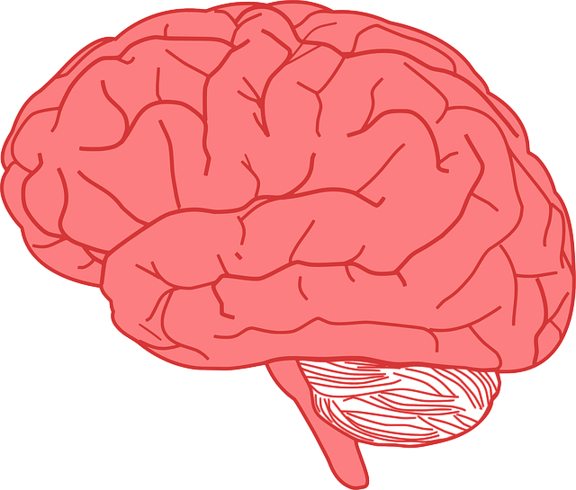 cervello brain training