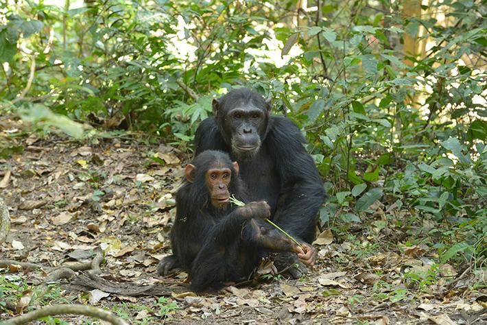 scimpanzé padre cucciolo socialità