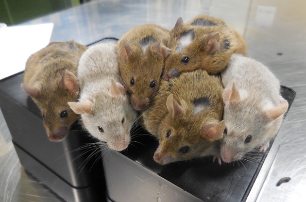 staminali topi fertilità