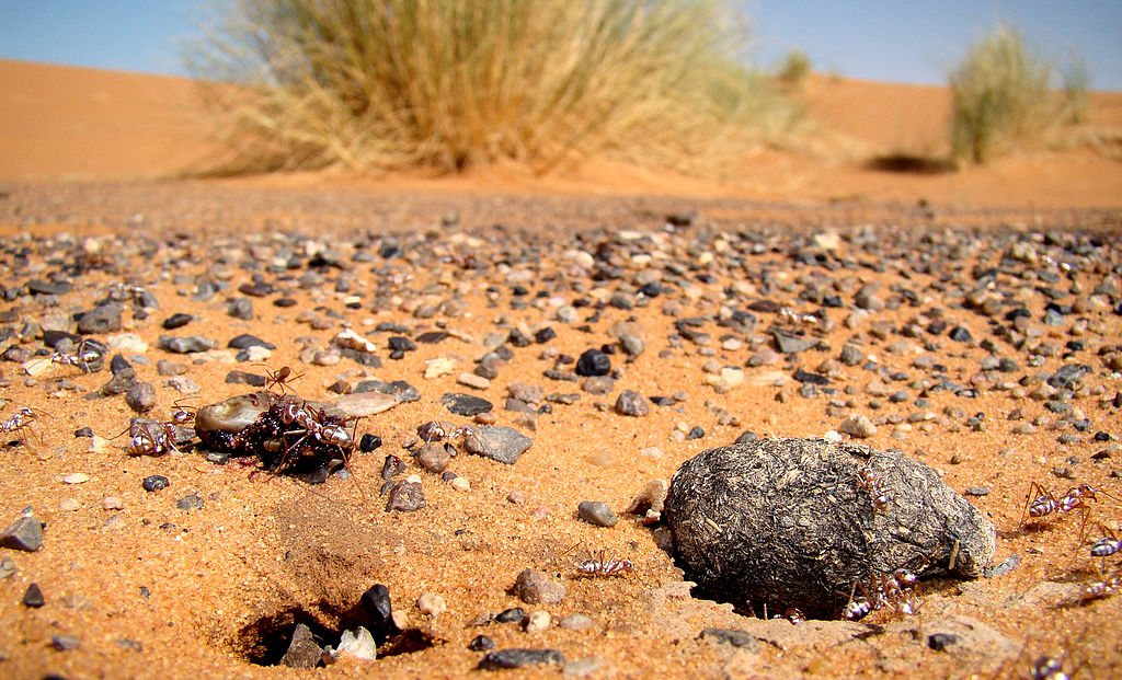 formiche deserto navigazione cataglyphis