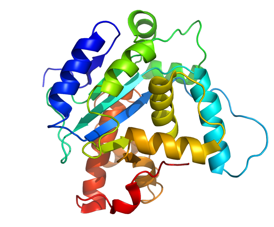 928px-spombe_pop2p_protein_structure_rainbow
