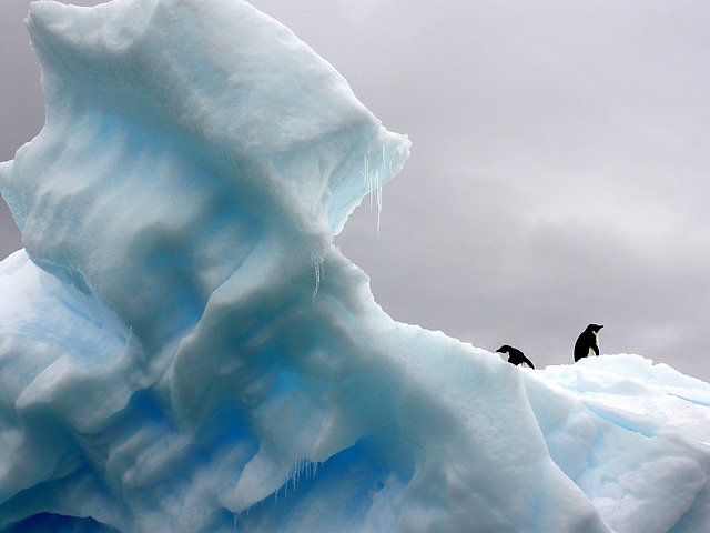 penguins-801876_640