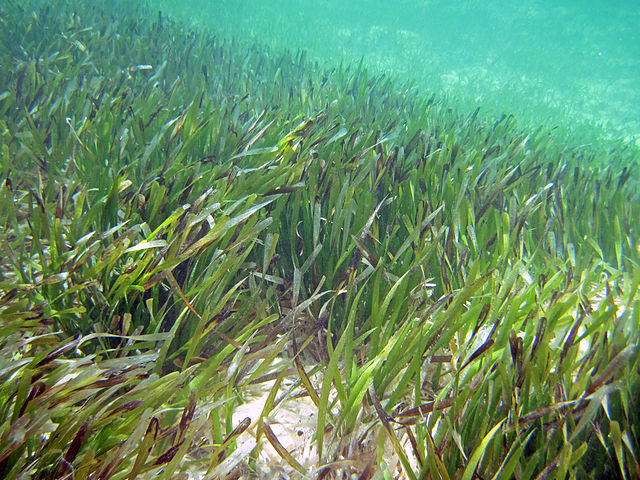 thalassia_testudinum_turtle_grass_south_pigeon_creek_estuary_san_salvador_island_bahamas_3_15859724719