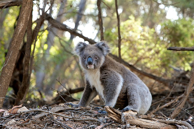 koala marsupiali cambiamento climatico