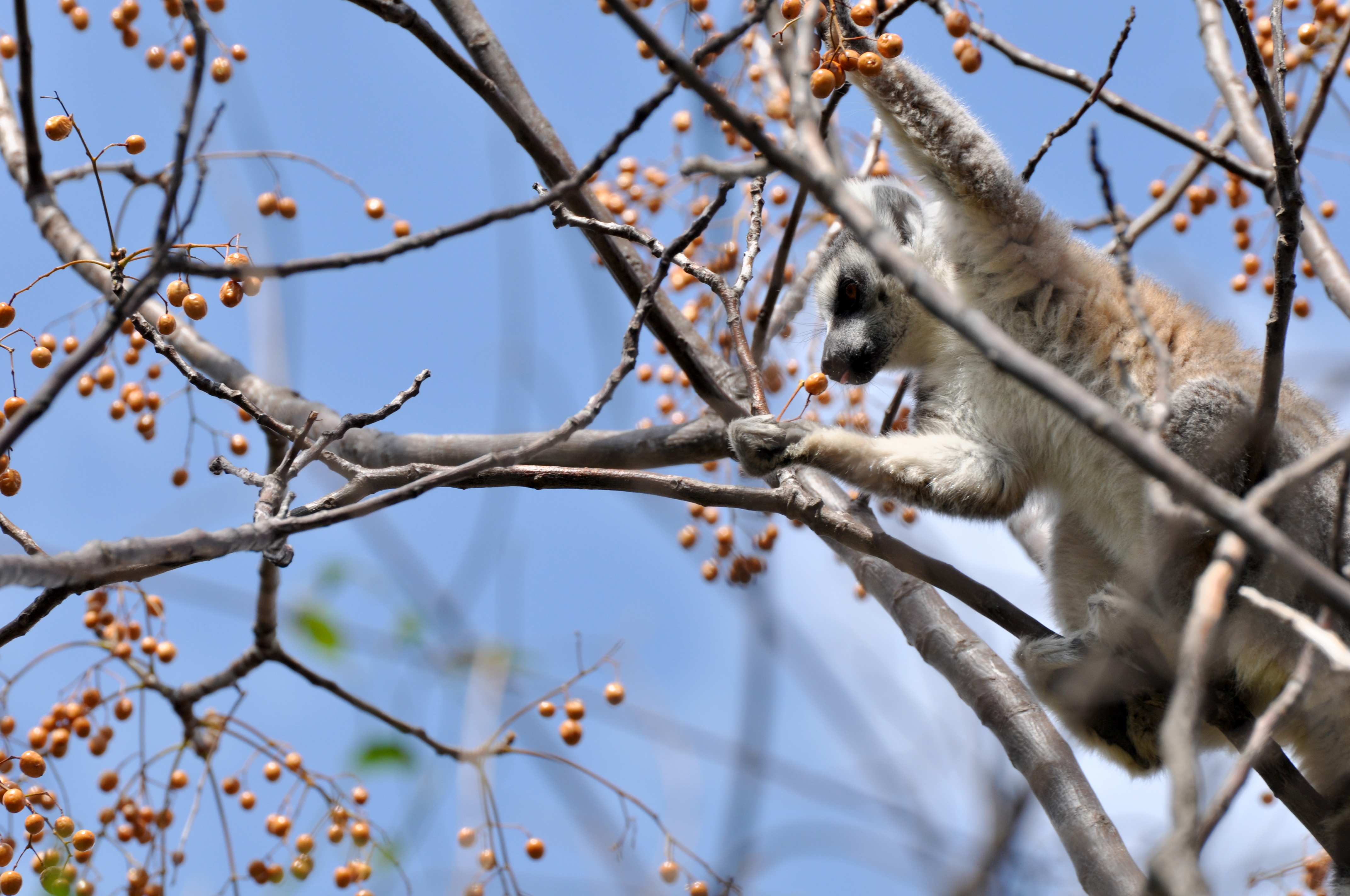 lemuri catta madagascar