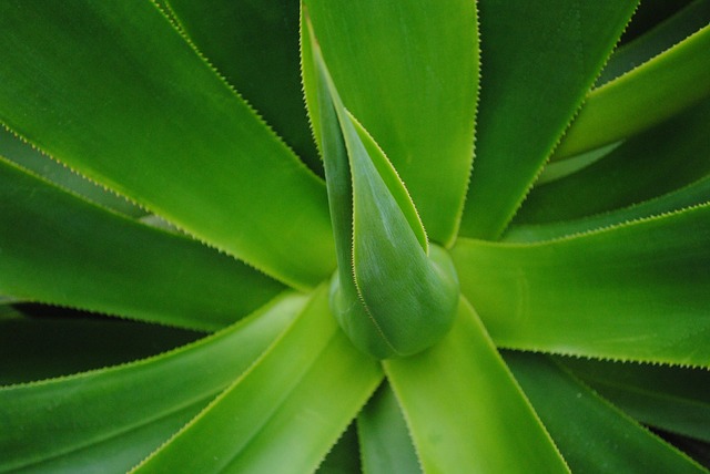 aloe inegratori sicurezza