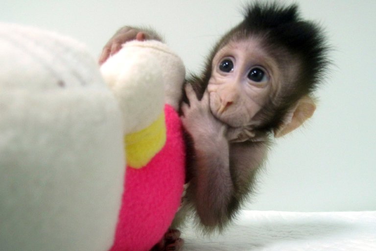 macaco scimmia clonata Cina