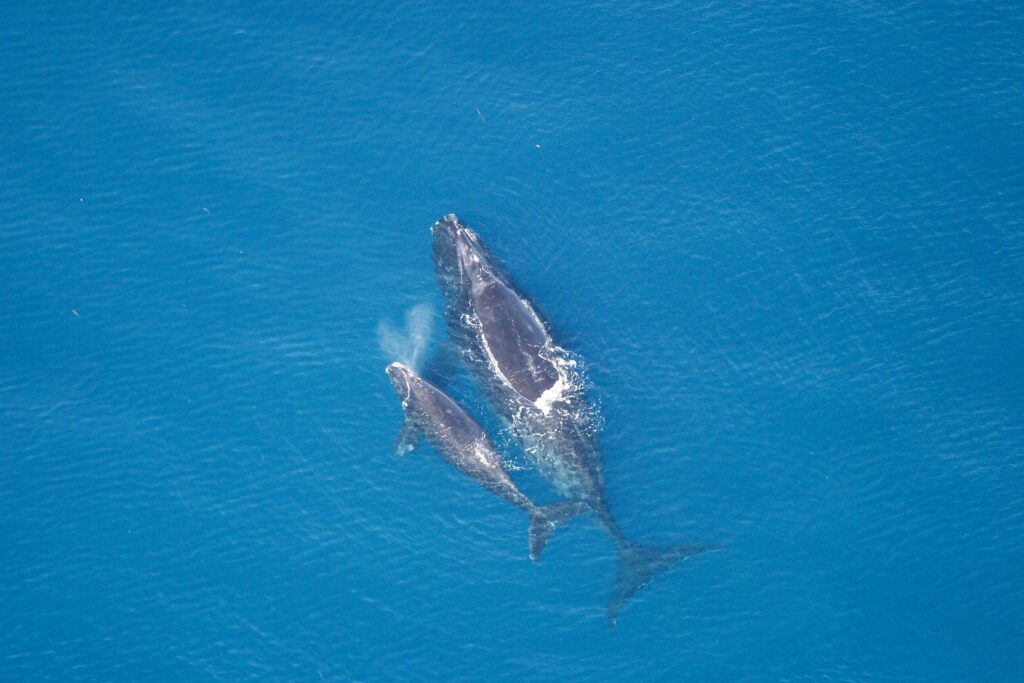 inquinamento-acustico-negli-oceani-balene