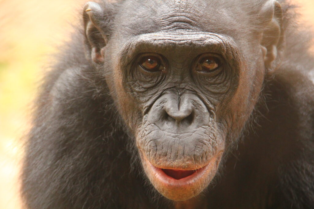 bonobo provano disgusto
