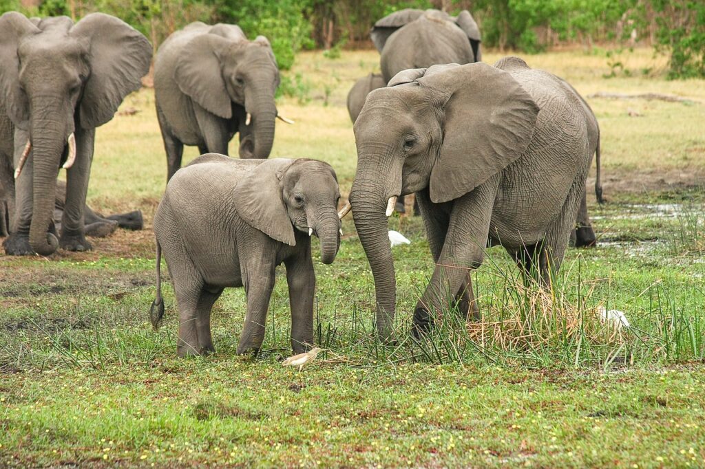 comunicazione acustica degli elefanti